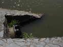 Kanalizační výpusť na pravém břehu Chrudimky pod jezem v Nemošicích.